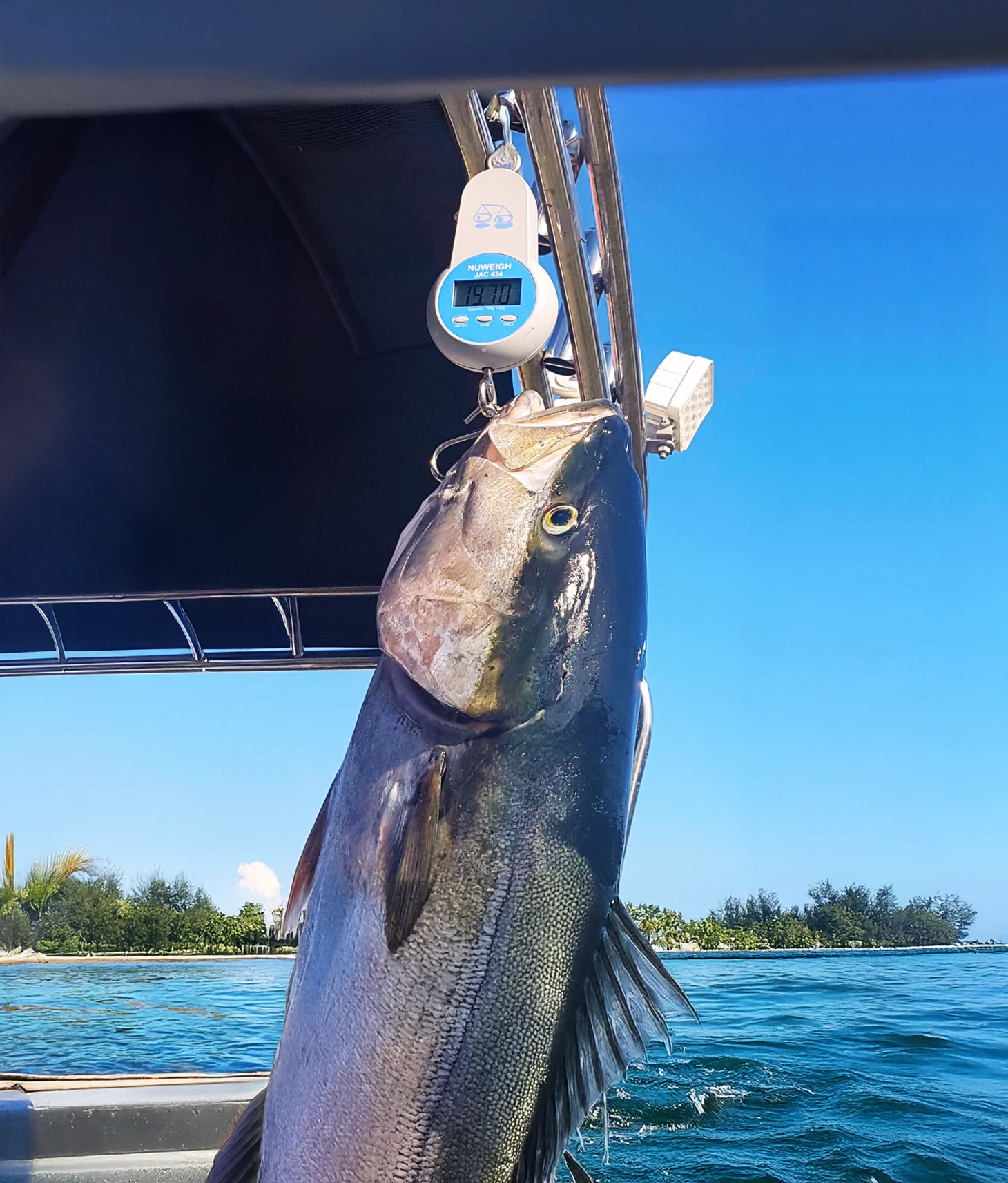 Fish Scales | Accurate, Durable Animal & Fish Products | Nuweigh