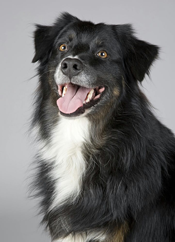 dog-scales