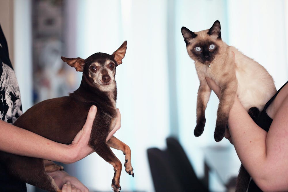 nuweigh-pet-scales